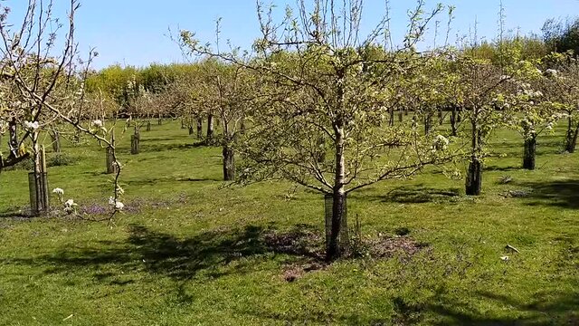 orchard of small apple trees pan view