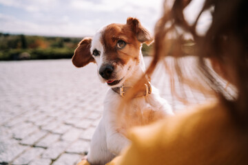 A beautiful little dog looking at its owner closely. They are having fun in a sunny day in the park...