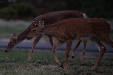 Deer