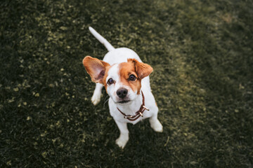 A beautiful small dog having fun in the park. It is looking at something closely near the camera. It has brown and white fur. Pets outdoors © NatRomero
