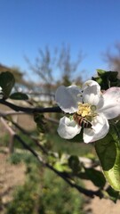 apple tree blossom