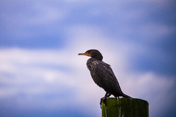 Water Bird during sunrise