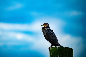 Water Bird during sunrise