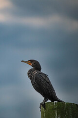 Water Bird during sunrise