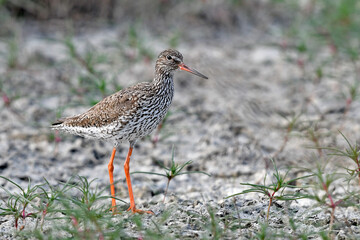 Common redshank // Rotschenkel (Tringa totanus)
