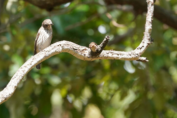 grey streaked flycatcher on branch