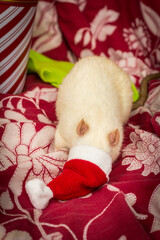 Christmas Santa Hat Pet Rat