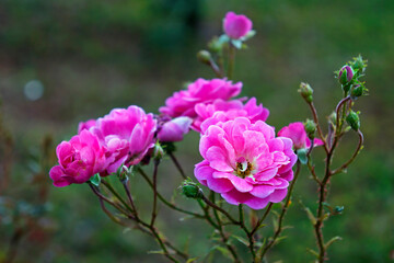Pink roses in public garden
