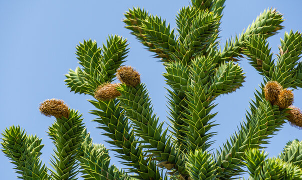 Close-up of spiky green branch with cones of Araucaria araucana, monkey puzzle tree, monkey tail tree, or Chilean pine in landscape city park Krasnodar or Galitsky Park in sunny autumn September 2020 - Powered by Adobe