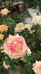 Fototapeta premium roses in a garden