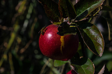 Apples on a Tree