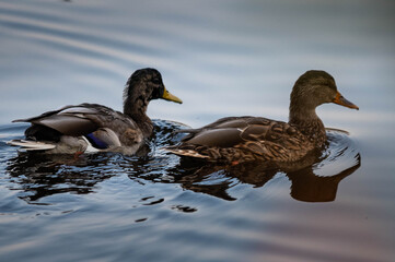 ducks in the water