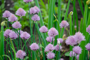 Onion flowers - beautiful lilac umbrellas.