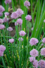 Onion flowers - beautiful lilac umbrellas.