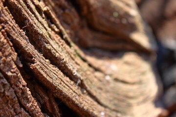 sinuous texture of a dry wooden trunk