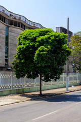 Paubrasilia echinata - Caesalpinia echinata