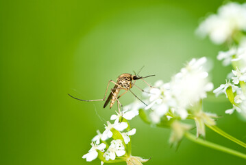 Mosquito