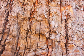 texture of the bark of an oak tree