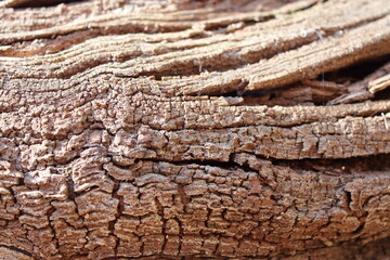 sinuous texture of a dry wooden trunk