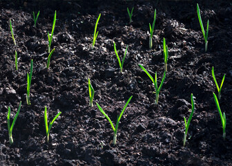 sprouting garlic plants