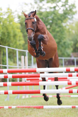  Horse loose jumping on breeders event outdoors