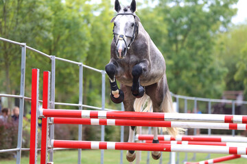  Horse loose jumping on breeders event outdoors