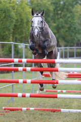  Horse loose jumping on breeders event outdoors