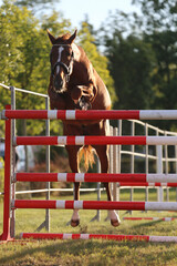  Horse loose jumping on breeders event outdoors