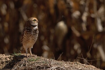 great horned owl