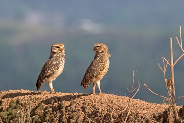 horned owl