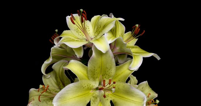 A bouquet of beautiful yellow lilies blooms in a time lapse on a black background, 4k video