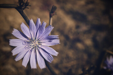 Chicory flower