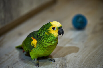 domestic parrot green amazon on the floor looks beautiful, portrait of a parrot, portrait of amazon, side view