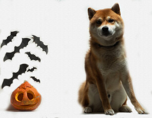 Halloween Pumpkins with bats and red dog Shiba Inu isolated on 
white background