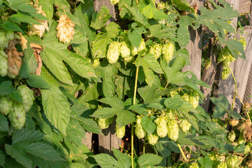 Curly hops.