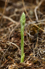 Autumn Lady's Tresses orchid sprout - Spiranthes spiralis