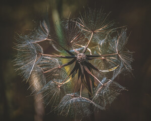 Pusteblume im Abendlicht