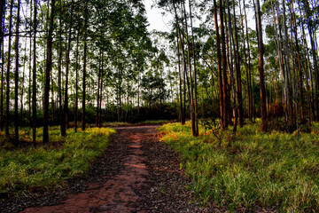 Estrada de terra entre bosque de eucaliptos