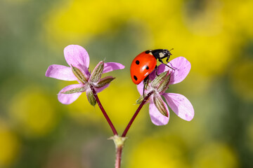 Ladybug and flower on sun