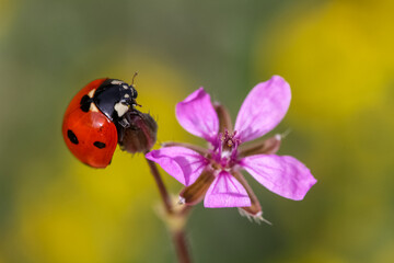 Ladybug and flower on sun