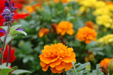 フレンチマリーゴールド
