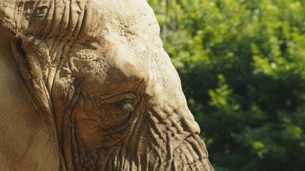 Obraz premium Close up shot of an african elephant. High quality 4k footage