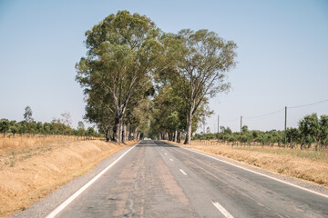 Travel concept. road in the steppe with green trees. Road travel in Portugal.