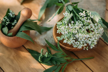 Buquet Valerian on wooden table. Collecting medicinal herbs during flowering. White fresh valerian...