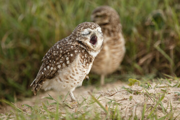 Burrowing owl with a green grass background