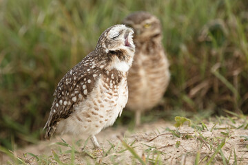 Burrowing owl with a green grass background