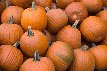 pile of pumpkins for sale at halloween or thanksgiving