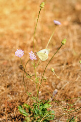 small white butterfly sitting on a flower
