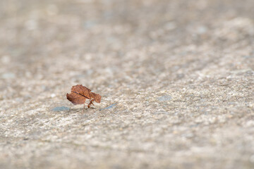 ant in the street