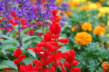 Fototapeta premium サルビア